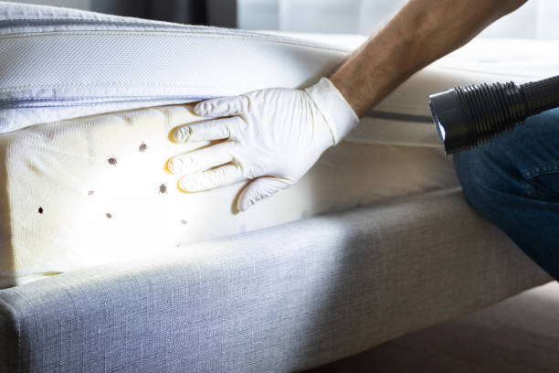 Best Termite Control Services  in Hubbard, OH