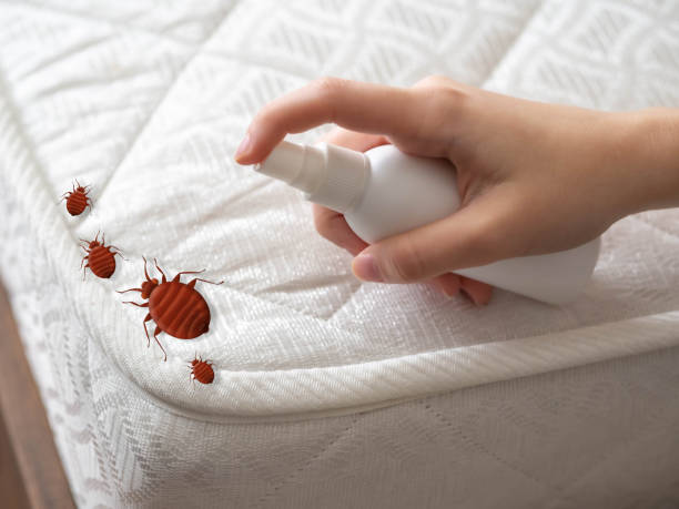 Best Local Pest Control Services  in Hubbard, OH