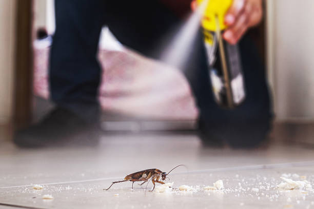 Best Flea Control Services  in Hubbard, OH